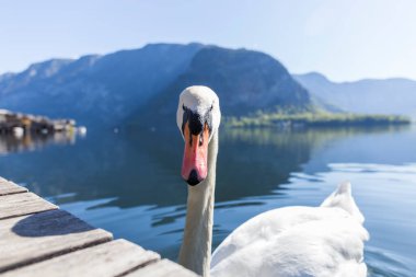 Bir kuğunun başına yakın çekim