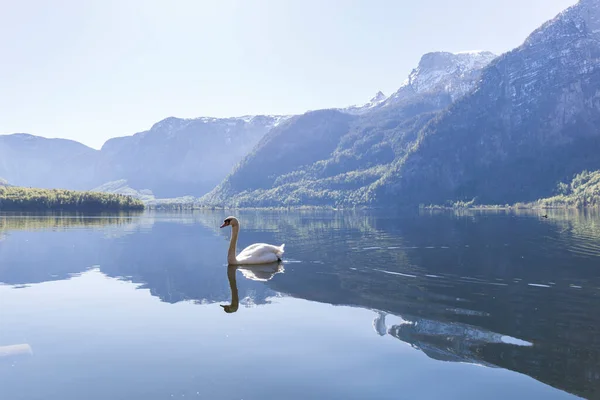 Лебідь Плаває Озері Між Горами Відображається Озері — стокове фото