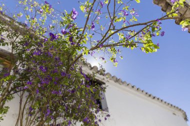 Mor çiçekli bir bitkinin yetiştiği beyaz cephe