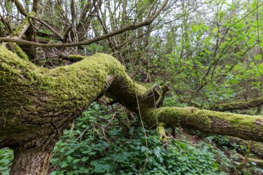 Yosun dolu bir ağacın gövdesi.