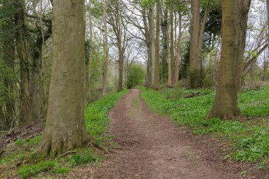 Orman yolu, ağaçlar ve bitkiler, bulutlu bir gün.