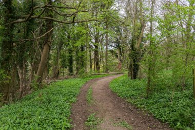 Orman yolu, ağaçlar ve bitkiler, bulutlu bir gün.