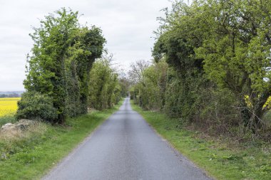 Büyük çalılar ve yeşil ağaçlar arasındaki yol