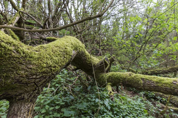 Tronc Arbre Tombé Plein Mousse — Photo