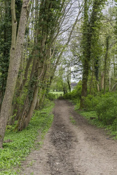 Bospad Bomen Vegetatie Aan Zijkanten Bewolkte Dag — Stockfoto