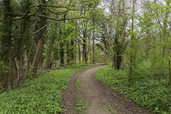 Bospad Bomen Vegetatie Aan Zijkanten Bewolkte Dag — Stockfoto