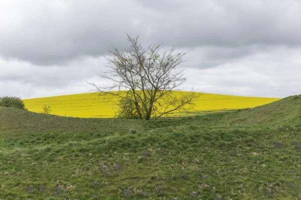 Middle Green Yellow Hill Tree Has Lost Almost All Its — Stock Photo, Image