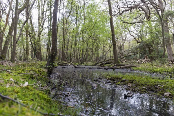 Groen Bos Met Een Plas Waarin Bomen Worden Weerspiegeld Sherwood — Stockfoto