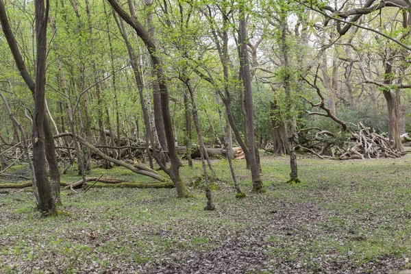 Sherwood Paisagem Florestal Inglaterra — Fotografia de Stock