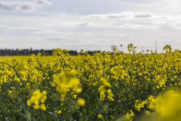 Meadow Full Yellow Flowers Cloudy Day Blooming Rapeseed — Stock Photo, Image