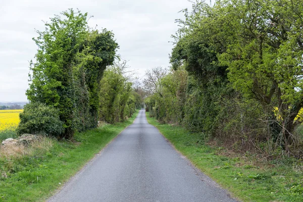 Weg Tussen Grote Hagen Groene Bomen — Stockfoto