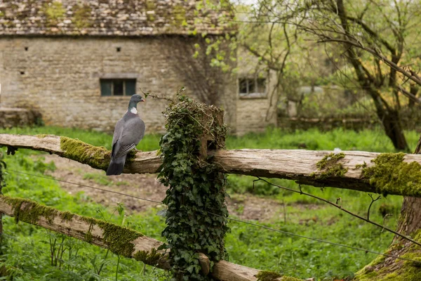Vogel Mit Grauem Gefieder Thront Auf Einem Holzzaun Voller Moos — Stockfoto