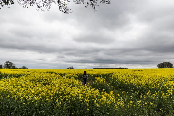 Женщина Прогуливающаяся Лугу Канолы Облачный День Окруженная Желтыми Цветами — стоковое фото
