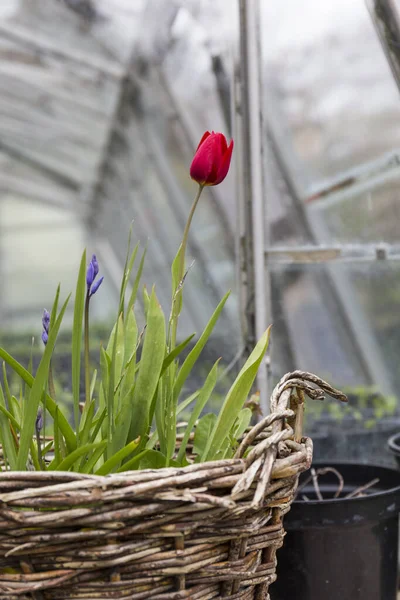 Közelkép Egy Vörös Tulipánról Ami Fonott Kosárban — Stock Fotó