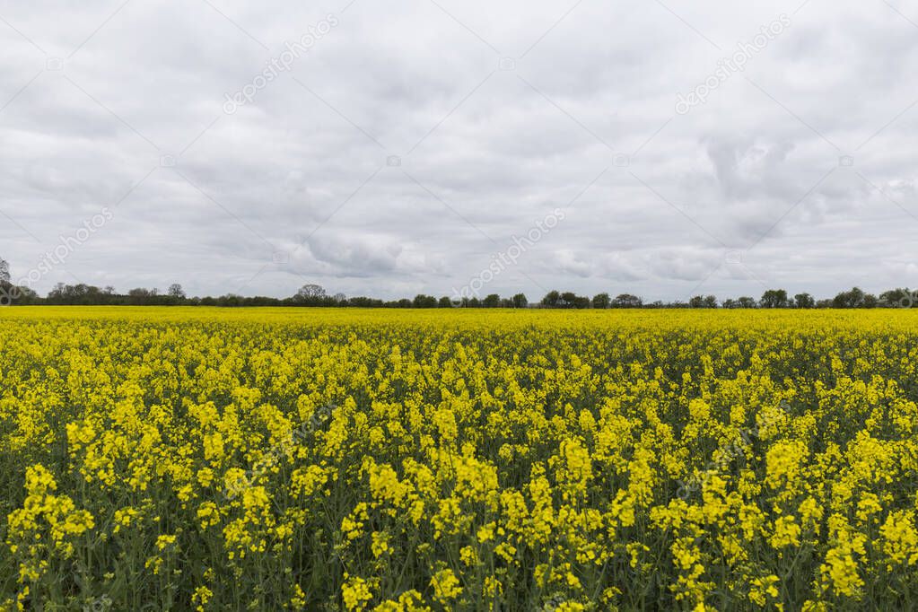 meadow full of yellow flowers on a cloudy day, blooming rapeseed
