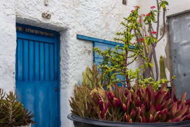 Farklı türlerden bitkilerle dolu bir tencereye yakın çekim.