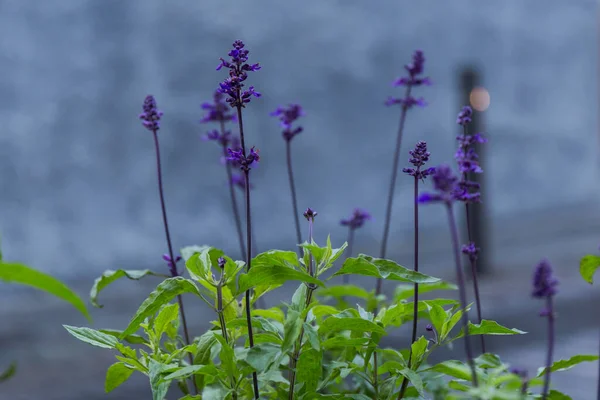 Крупним Планом Деякі Маленькі Фіолетові Квіти — стокове фото