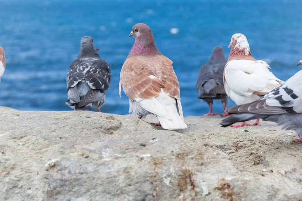 Denizi Izleyen Bir Kayanın Üzerindeki Güvercin Sürüsü — Stok fotoğraf