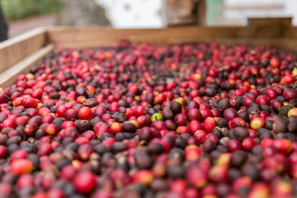 Közeli Kép Pörköletlen Kávébab Különböző Árnyalatú Vörös Barna Stock Kép