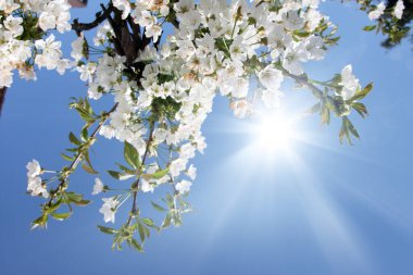 Kiraz ağaçları ile bahar arkaplanı