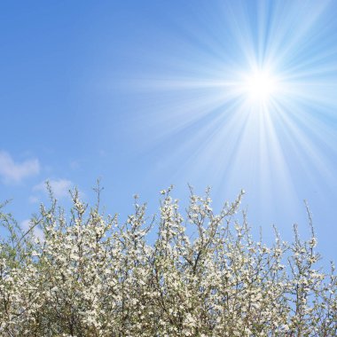 Kiraz ağaçları ile bahar arkaplanı