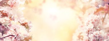 Kiraz ağaçları ile bahar arkaplanı