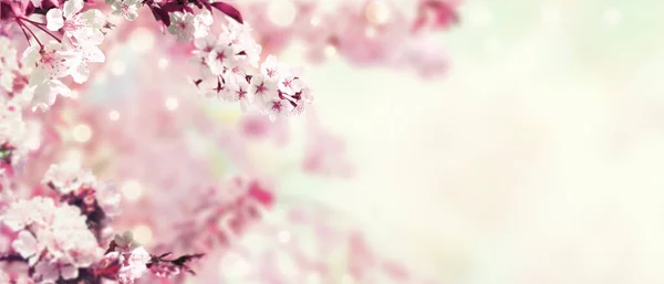 带有樱花树的春光背景 — 图库照片