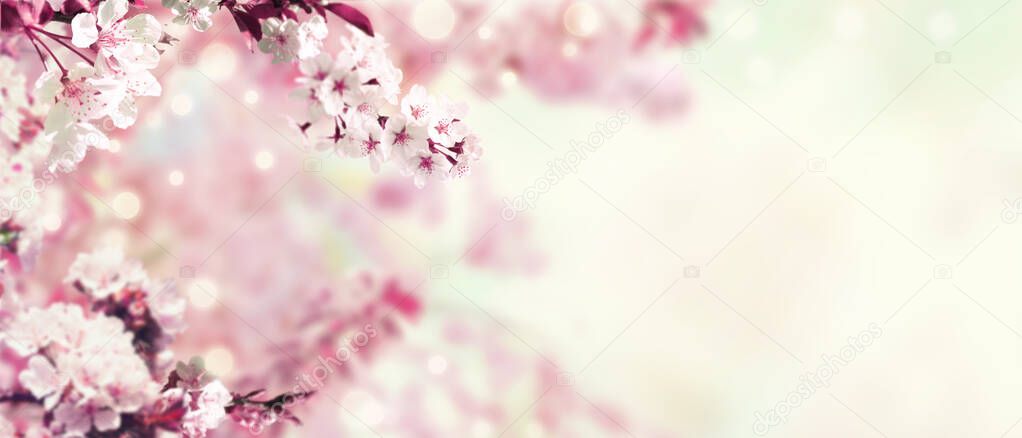 Spring background with cherry blossom trees