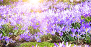 Karda büyüyen güzel timsahlar. İlk bahar çiçekleri