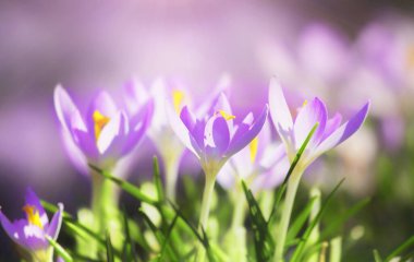 Karda büyüyen güzel timsahlar. İlk bahar çiçekleri