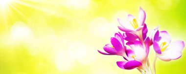 Karda büyüyen güzel timsahlar. İlk bahar çiçekleri