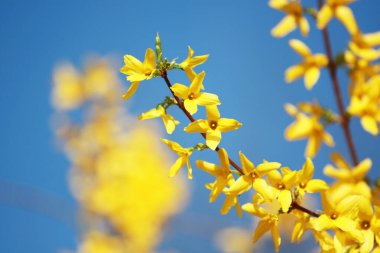 Mavi arkaplanda çiçekler ve yapraklar.