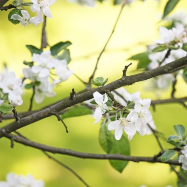 Mavi arka planda beyaz çiçekler ve yeşil yapraklar.