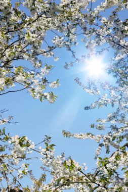 Mavi arka planda beyaz çiçekler ve yeşil yapraklar.