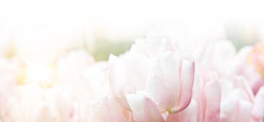 Bahar ve Paskalya tebrik kartı tasarımı