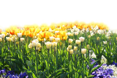 Bahar ve Paskalya tebrik kartı tasarımı