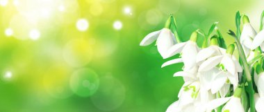 Narin bahar çiçekleri. Bahar çiçeği arkaplanı.