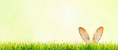 Tavşanlı Paskalya kompozisyonu. Şenlik dekorasyonu. Mutlu Paskalyalar!