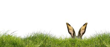 Tavşanlı Paskalya kompozisyonu. Şenlik dekorasyonu. Mutlu Paskalyalar!