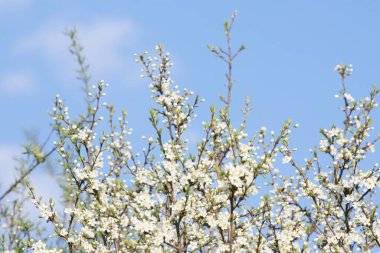 Mavi arka planda beyaz çiçekler ve yeşil yapraklar.