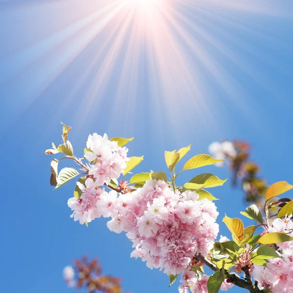 White Blossom Green Leaves Blue Sky Background — Stock Photo, Image