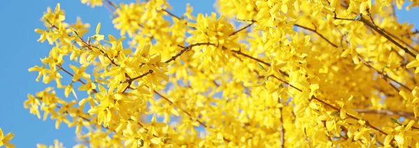 Blüte Und Blätter Auf Blauem Himmel Hintergrund — Stockfoto