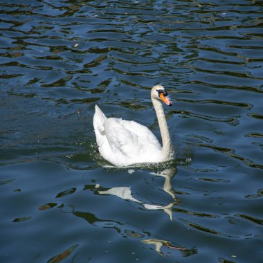 Yazın gölün siyah dalgalarında yüzen gururlu beyaz bir kuğu.