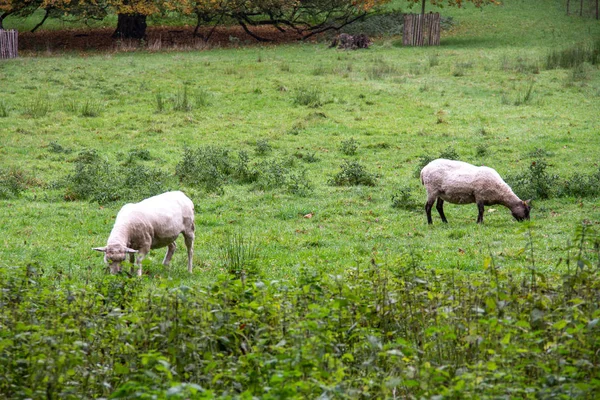 Две Белые Овцы Едят Траву Лесном Пастбище — стоковое фото