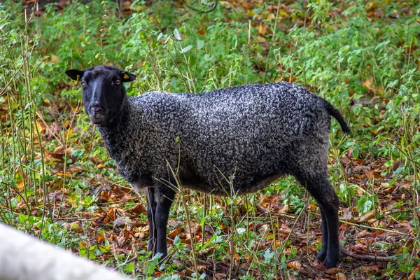 Czarna Owca Widoku Profilu Pastwisku — Zdjęcie stockowe