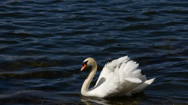 Cygne Blanc Solitaire Nageant Dans Les Vagues Sombres Eau Dans — Photo