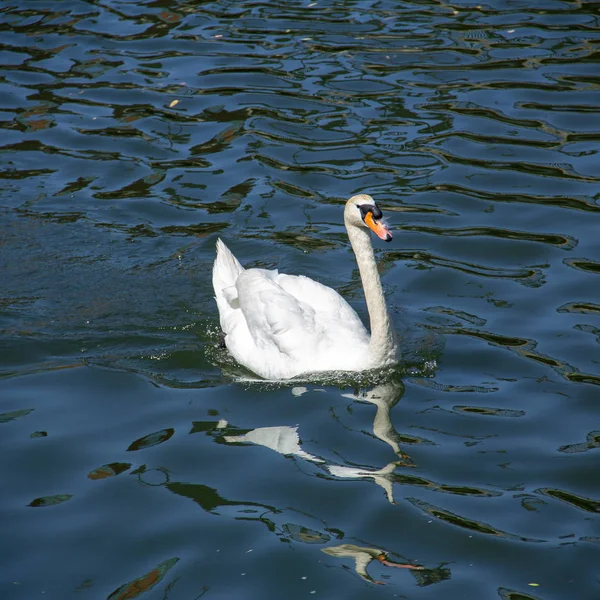 一只自豪的白天鹅在池塘的黑浪中游泳 — 图库照片