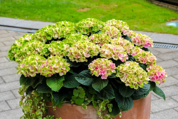 A big pot of green, yellow and pink flowers with green leaves