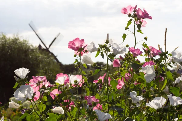 Beautiful Flowers Slottstrdgrden Castle Gardens Malm Sweden — Zdjęcie stockowe