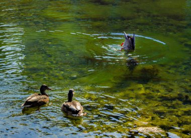 İki ördek İsveç 'in Malmö şehrinde sıcak bir yaz gününde yeşil bir kanalın derinliklerine dalan üçüncü bir ördeği izliyorlar..